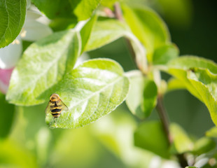drone fly on leaf