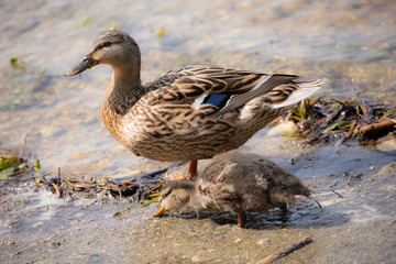 female mallard duck with duckling