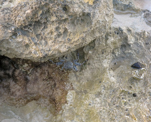 small blue and brown crab holding onto rock looking down to small rockpool below with small blurred snails in rock crevasses
