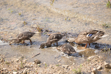 Ducklings feeding 