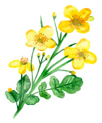 Fototapeta na wymiar Watercolor hand painted celandine plants with yellow flowers and green leaves and branches, medical herb illustration