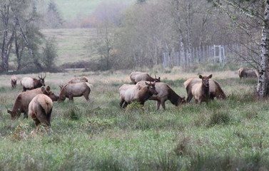 Elk herd grazing in fog 