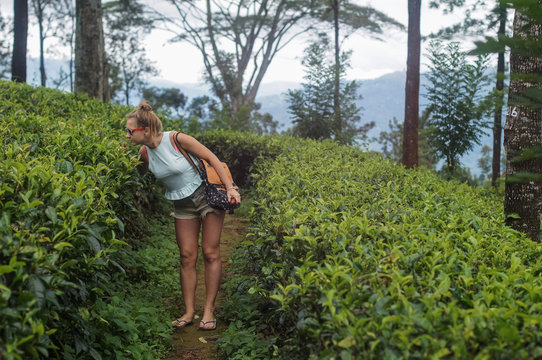 Young and attractive woman in tee and shorts with backpack smells tea leaves on plantation of Sri Lanka