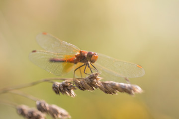 Dragonfly sits on a plant macro shot