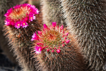 Cactus ( Echinocereus Coccineus )