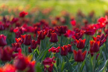 Red tulips field in the morning light