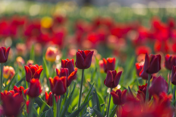 Fototapeta na wymiar Red tulips field in the morning light