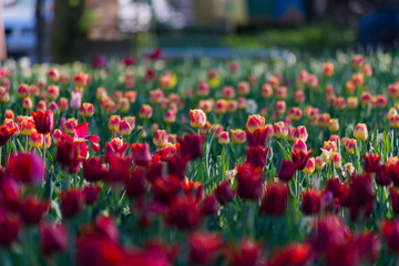 Colorful tulips field