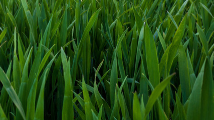 Green natural grass background, close up and full frame