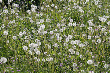 Field of dandelions with white seed heads and green grass, Belarus	