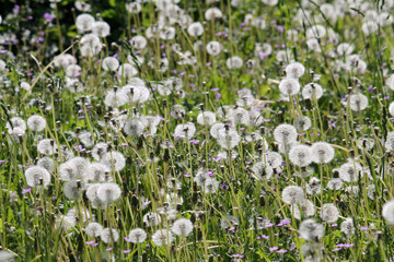 Field of dandelions with white seed heads and green grass, Belarus	