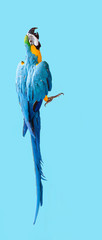  wallpaper with ara parrot (photo) on blue background © k8most