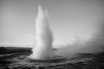 Iceland. Islandia. Nature. Naturaleza. Animales. Animals. Black and white. Blanco y negro