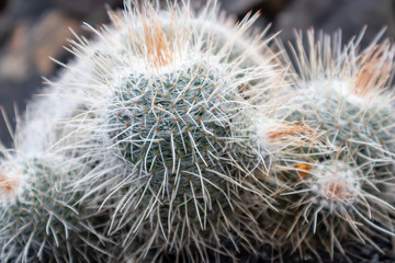 Cactus ( Mammillaria Haageana ) flower