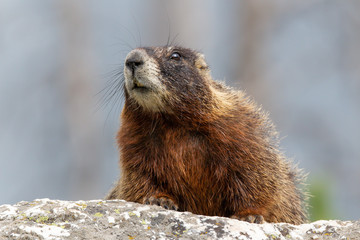 Yellow-bellied marmot (Marmota flaviventris) at Jenny Lake, Grand Teton National Park, Wyoming, USA.