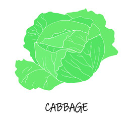 Vector illstration of cabbage. Green silhouette.  Art can be used for packaging design element; menu design.