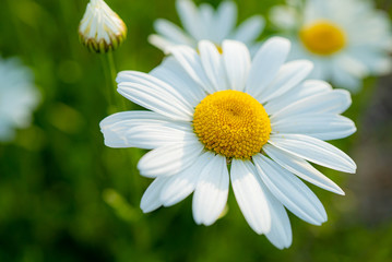 Fototapeta premium マーガレットの花