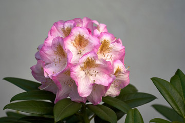 Biało-różowa azalia
