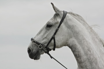 Portrait of a white andalusian horse on a natural white background in a cavesson - horse tack.
