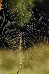 Spinnennetze auf der Wiese