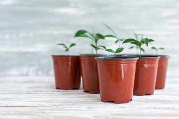 Green new plants in brown pots. Potted plants on white wooden background.