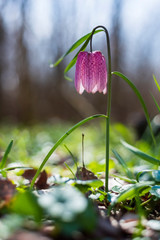 Fritillaria meleagris in the forest with morning lights