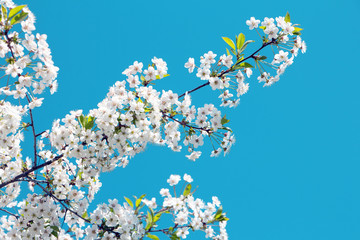 Cherry blossoming branch against the blue sky..White cherry flowers.