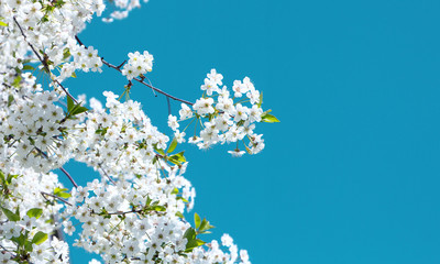 Blooming cherry against the blue sky..Spring fruit tree.