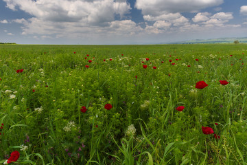 Spring flowering poppies on the field