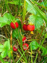 wild strawberries in the garden