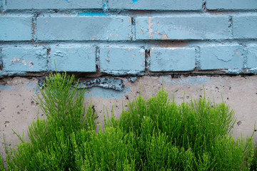 Obraz na płótnie Canvas Aquamarine brick wall with splashes of paint. Dilapidated stone walls in the style of grunge. Green grass with drops of dew sprouted through the asphalt close-up. Template for text