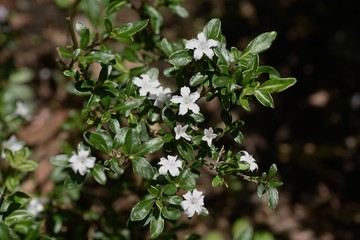 Serissa flowers (Serissa japonica)