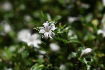 Serissa flowers (Serissa japonica)