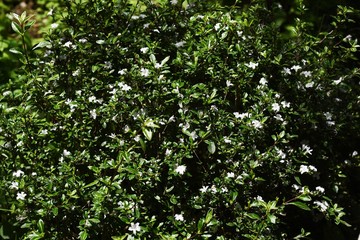 Fototapeta na wymiar Serissa flowers (Serissa japonica)