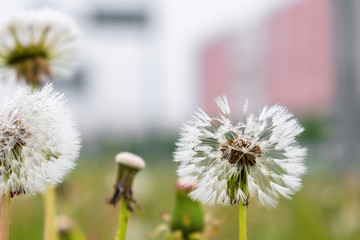 white dandelions with fluffy seeds and dew drops on the background of green grass close-up in summer
