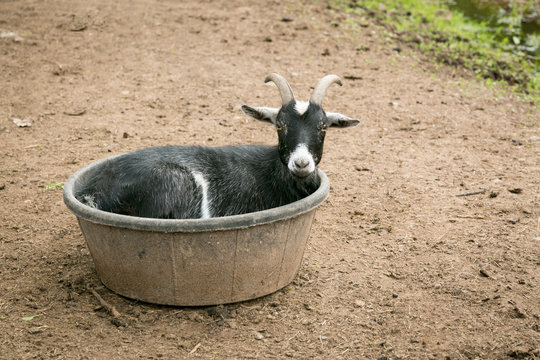 Goat resting in a bucket