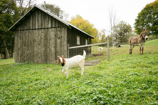 Brown and white goats roaming on a farm