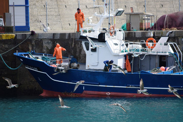 Paisaje de un puerto pesquero con marineros, pescadores, sus barcos y gaviotas hambrientas.