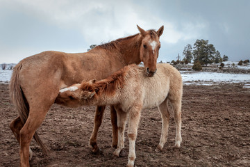 Mother horse nursing her foal