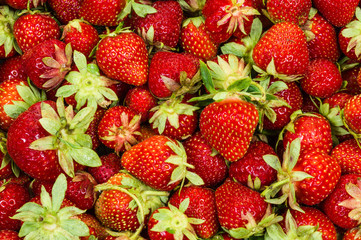 just fresh red strawberries without green leaves