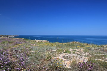 Blooming steppe on Kamen Bryag, Bulgaria