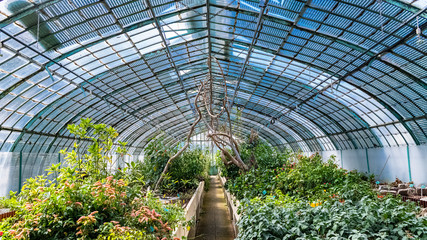 Paris, the Auteuil greenhouses, beautiful public garden in spring