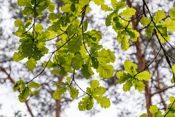 Beautiful young leaves in the sunshine