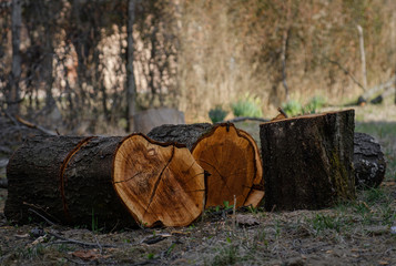 Freshly Cut Tree Logs. Sawed tree trunks.