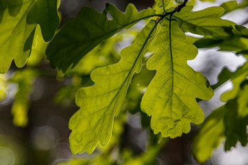 Beautiful young leaves in the sunshine