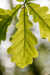 Beautiful young leaves in the sunshine