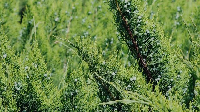 close-up of juniper berries swaying in the wind. Slow motion