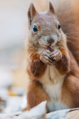 Portrait of a cute red squirrel (Sciurus vulgaris)