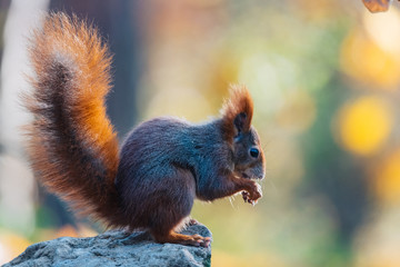 Portrait of a cute red squirrel (Sciurus vulgaris)