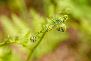 Beautiful spring flowering meadow of fresh flowers